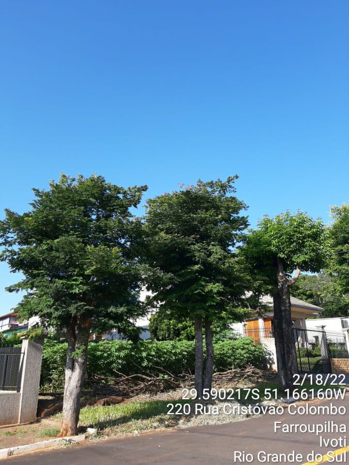 Resultados da poda radical em Ivoti